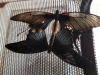 Papilio lowi