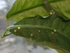 Papilio lowi