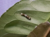 Papilio lowi