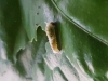 Papilio lowi