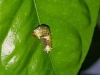 Papilio lowi