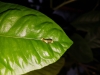 Papilio lowi