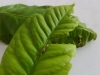 Papilio lowi