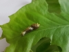 Papilio lowi