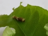 Papilio lowi