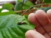 Papilio lowi