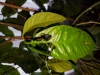 Papilio lowi
