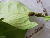 Papilio lowi