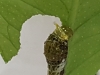 Papilio lowi