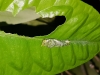 Papilio lowi