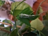Papilio lowi