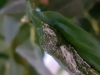 Papilio lowi