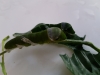 Papilio lowi