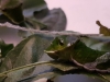 Papilio lowi