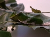 Papilio lowi