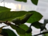 Papilio lowi