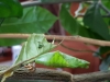 Papilio lowi