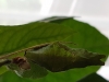 Papilio lowi