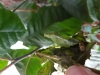 Papilio lowi