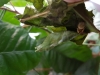 Papilio lowi