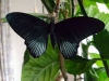 Papilio lowi