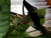 Papilio lowi