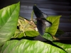Papilio lowi