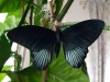 Papilio lowi