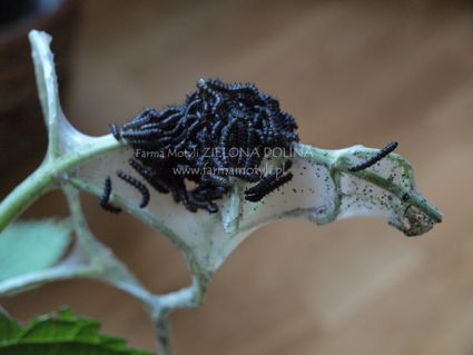 Gąsienice Rusałki pawik po pierwszej wylince w charakterystycznym gęstym oprzędzie, który będzie im towarzyszył aż do ostatniej wylinki