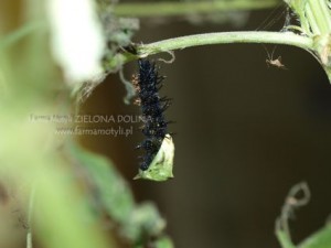 Gąsienica Rusałki pawik w trakcie przemiany w poczwarkę