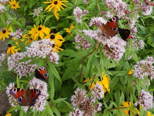 Motyle w domu i ogrodzie